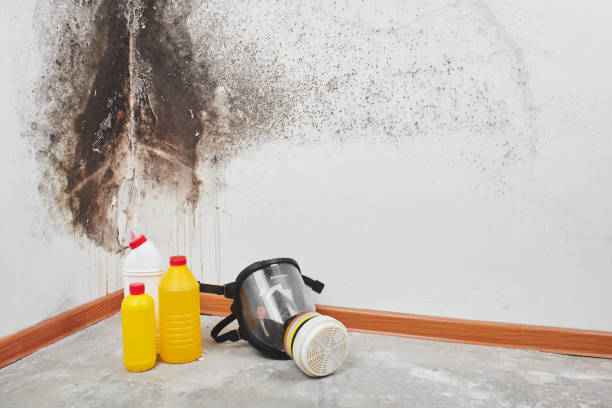 Best Toxic Mold Removal  in Compton, CA