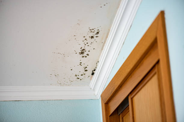 Best Same-Day Mold Removal  in Compton, CA