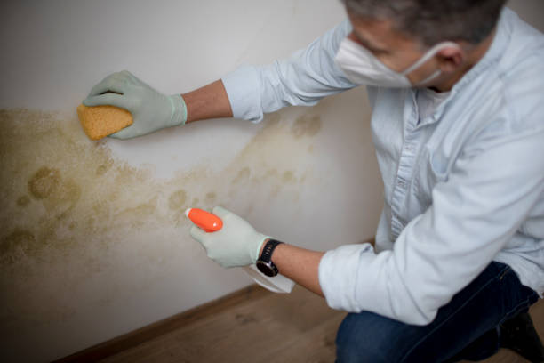  Compton, CA Mold Removal Pros
