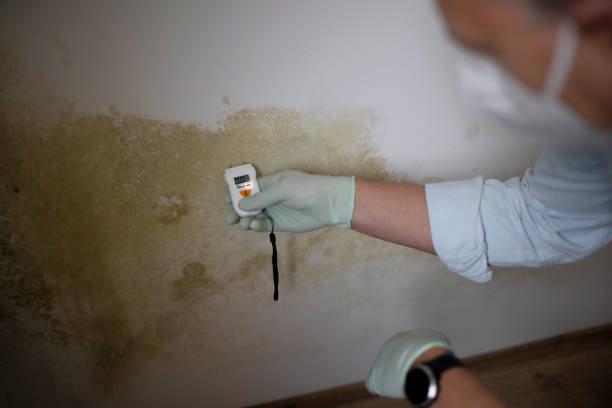 Best Local Mold Removal Service  in Compton, CA