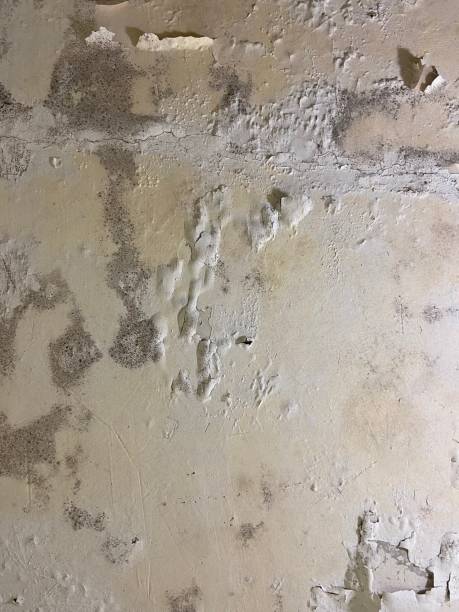 Best Mold Cleaning Services  in Compton, CA