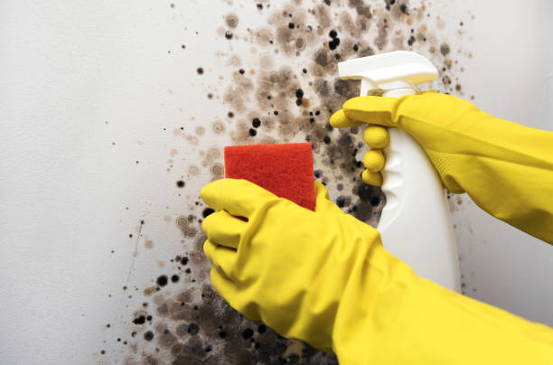 Best Affordable Mold Removal  in Compton, CA