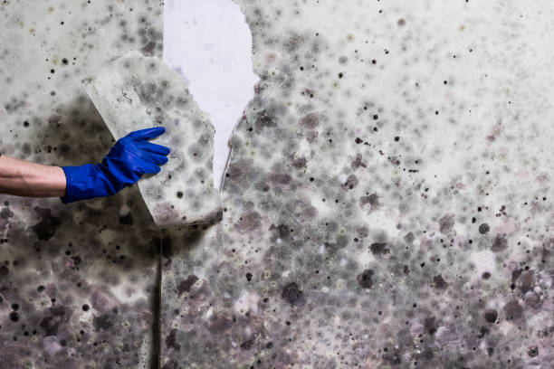 Best Mold Removal Company Near Me  in Compton, CA