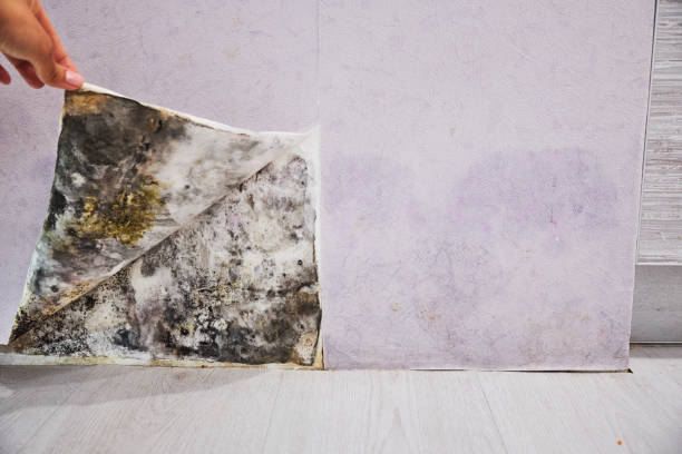 Mold Removal and Inspection in Compton, CA